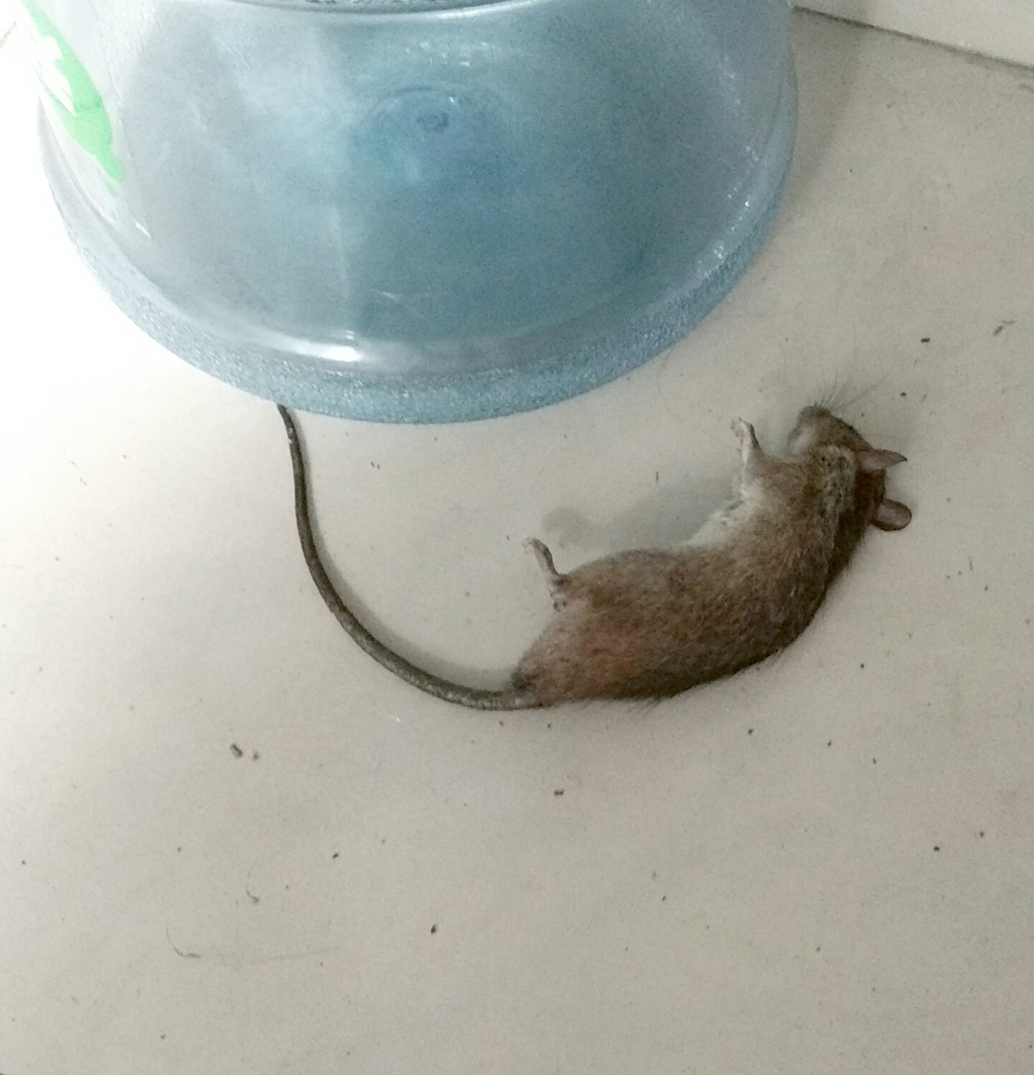 mouse