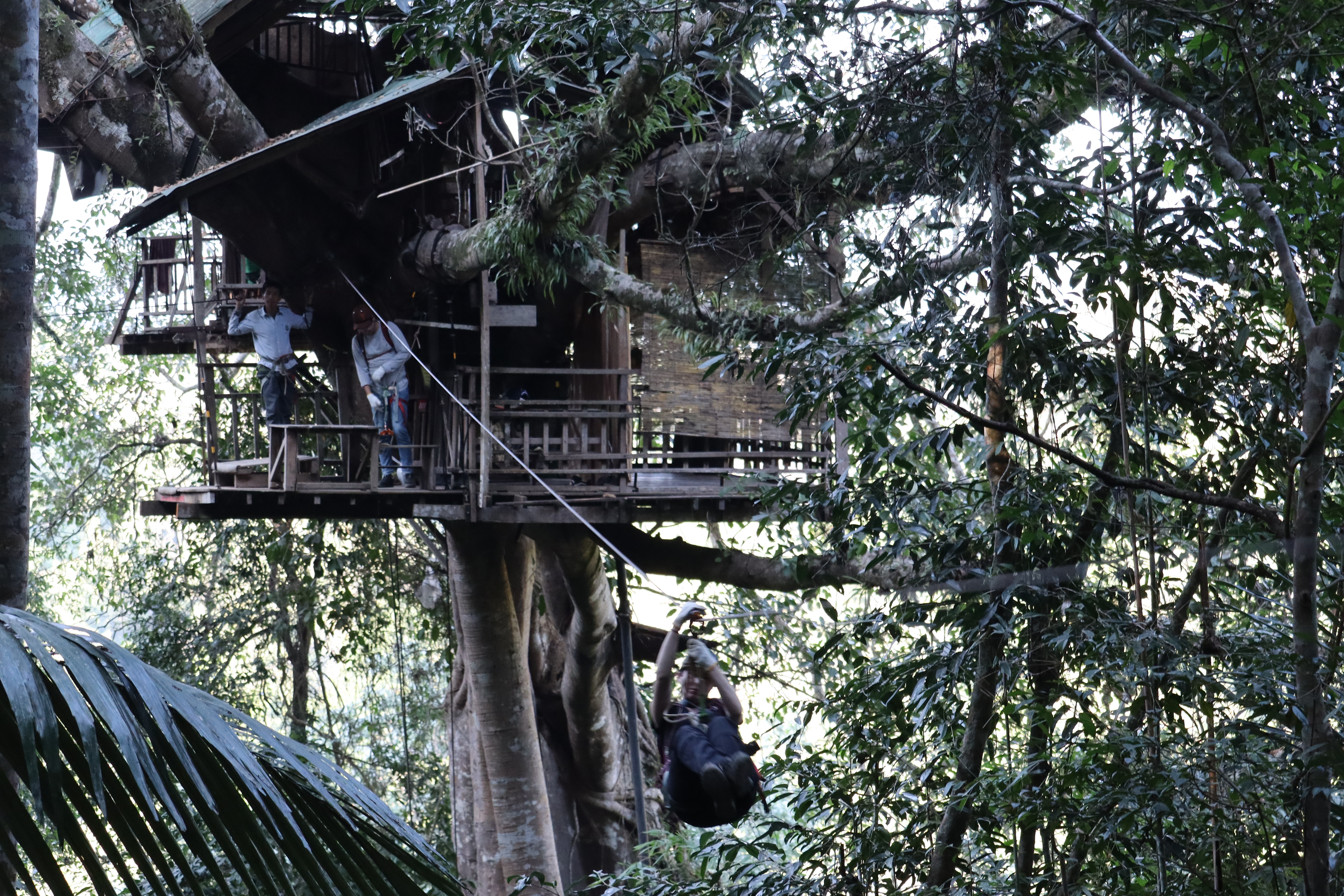 Chinese New Year: Laos (The Gibbons Experience)
