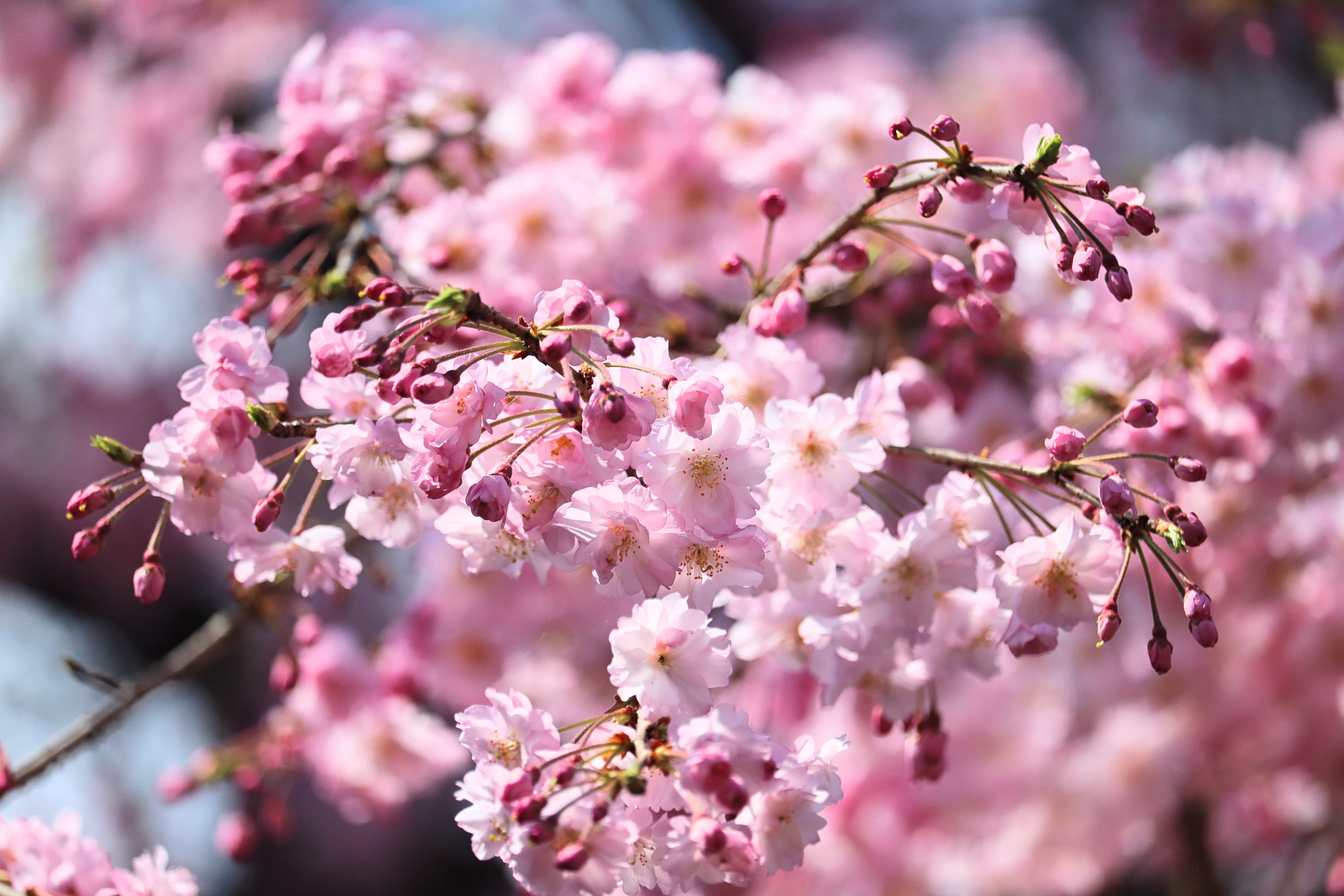 Very Awesome Cherry Blossoms